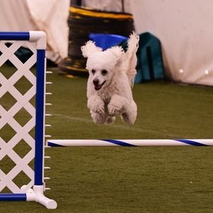 Meet your Posher, Lee ann